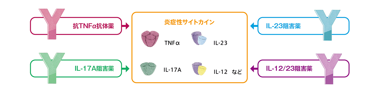 抗TNFα抗体薬 IL-23阻害薬 IL-17A阻害薬 IL-12/23阻害薬 炎症系サイトカイン(TNFα IL-23 IL-17A IL-12など)