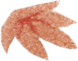 紅葉イメージ
