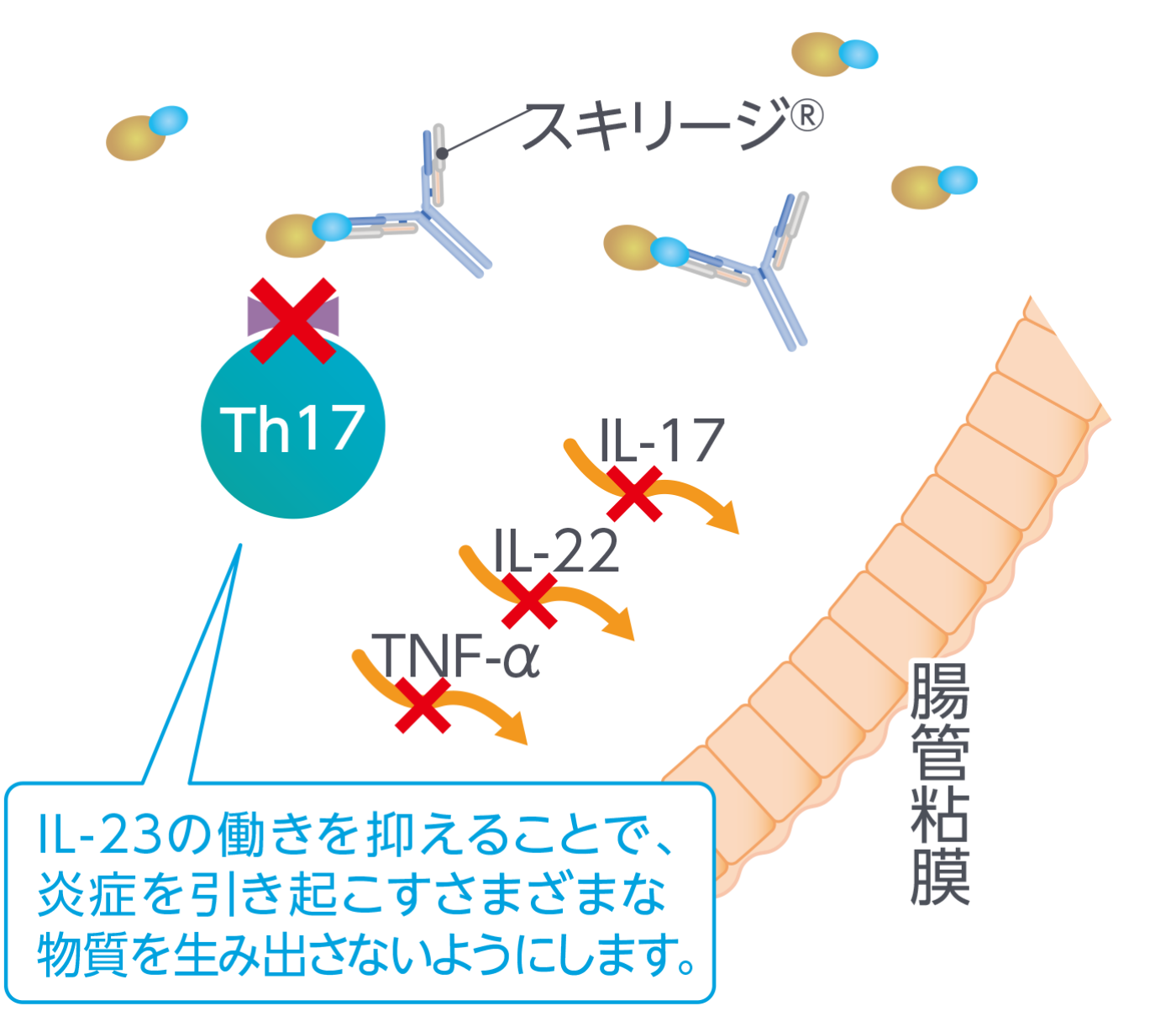 スキリージ®のはたらき（イメージ図）